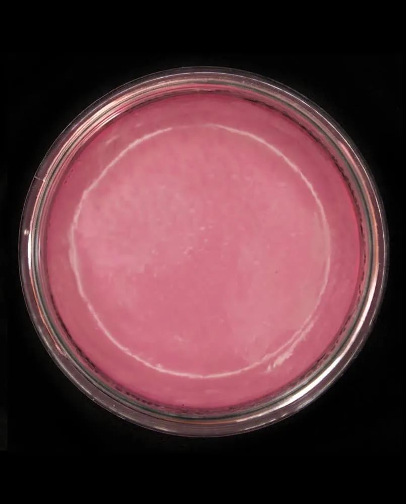 SKIN ILLUSTRATOR American Horror Singles pots maquillage Coven Asylum